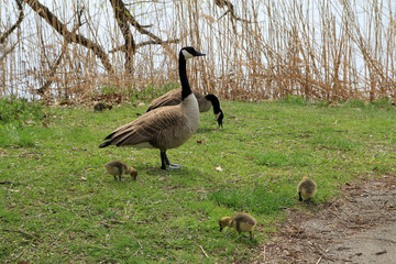 Geese family on the river's beach
