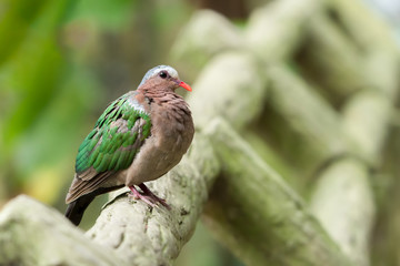 Asian Emerald Dove (Chalcophaps indica) perching on the wooden rail in the garden with copy space.