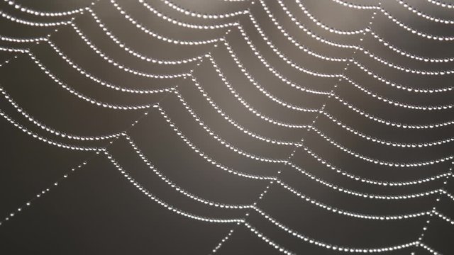 Dew drops in spider web in wind