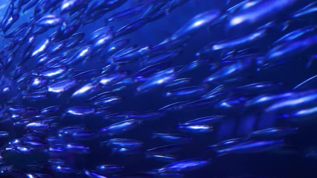 A large school of fish swimming in unison in a well-lit aquarium environment