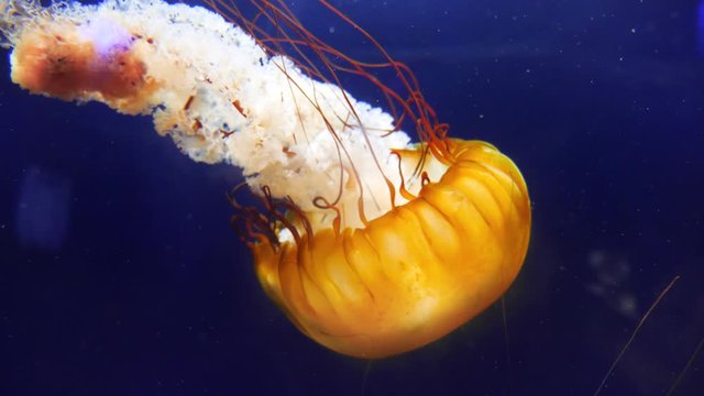 Orbit around a powerful golden jellyfish swimming downwards like a comet on a blue background in slow motion