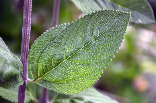 Hoja de salvia y sus nervaduras