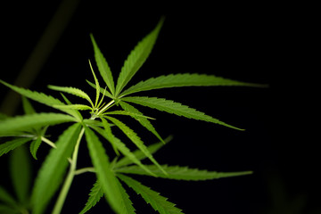 Fototapeta na wymiar Cannabis marijuana leaf closeup dark background.