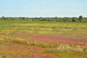 Rural landscape in Belarusian Polesie.