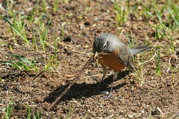 This Robin's got a Worm