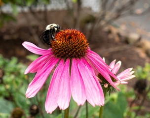 bumblebee on pink autumn flower