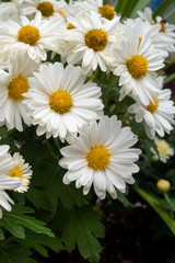 vertical close-up of white daisies in the garden in autumn