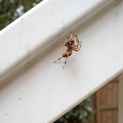 close-up of spider carrying its dead prey in the garden