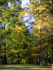 trees changing color in the backyard in the fall