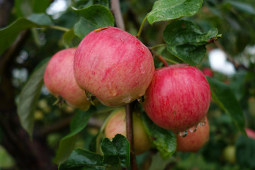red apples on tree