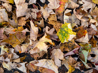 close view of fallen leaves on the ground in autumn