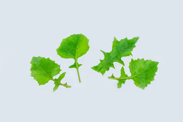The surface texture of Emilia sonchifolia, Compositae leaves, Asteraceae leaf plant, Thailand herb with the white background.