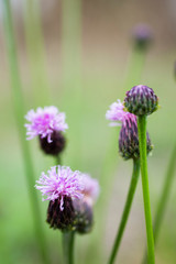 Beautiful field thistle flower buds