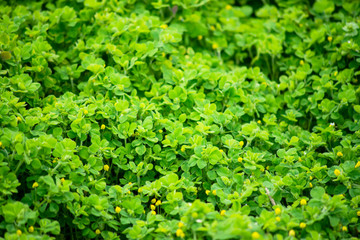 Beautiful green plant background material