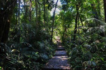 rain forest in Umphang Thailand