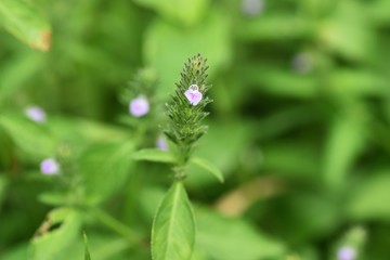 Justicia procumbens are weeds that grow in wetlands and bloom in the fall with small purple flowers. Young leaves are edible.