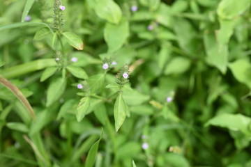 Justicia procumbens are weeds that grow in wetlands and bloom in the fall with small purple flowers. Young leaves are edible.