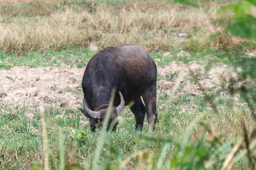 Buffalo on field