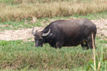 Buffalo on field