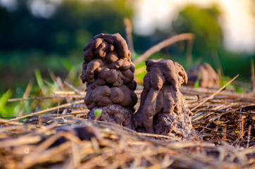 Hole of the earthworm, That is beneficial to plants.