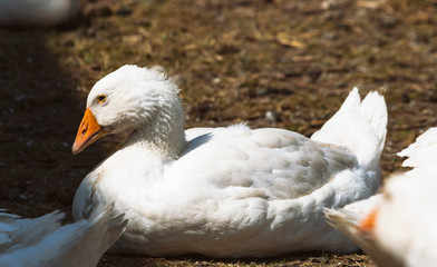 portrait of a goose - sitting goose