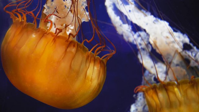 Beautiful Golden Jellyfish pulsate on blue background in an aquarium tank close up on tentacles