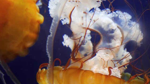 Dangerous Golden Jellyfish tentacles float mysteriously on blue background in an aquarium tank in slow motion