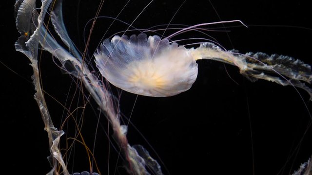 4k Calming beautiful white jellyfish slowly floating in a tank on a black background