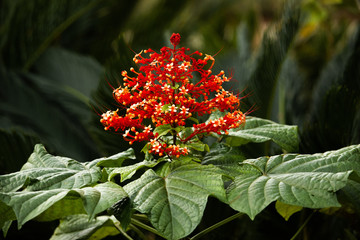 red berries in the garden