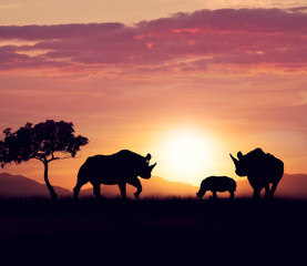 Naklejka na ściany i meble rhinoceros family at sunset