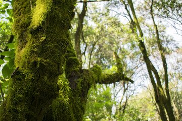 Musgo verde