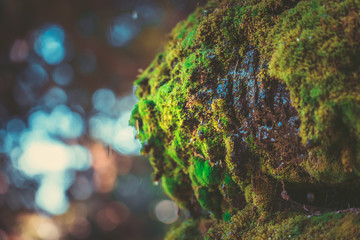 mossy stone with water drop