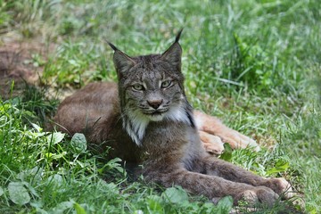 Naklejka na ściany i meble Canadian Lynx is beautiful big cat gray-brown. She has big ears and yellow-green eyes. Silently waiting for prey, it's a predator.