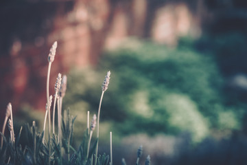 Field of Lavender with sunlight, Lavandula angustifolia; vintage style