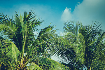 Obraz na płótnie Canvas Coconut palm tree foliage under sky. Vintage background. Retro toned poster.