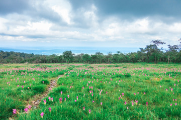 Fototapeta premium Krachiao or Siam Tulip field with forest and blue sky background at Sai Thong National Park on Chaiyaphum provider in Thailand
