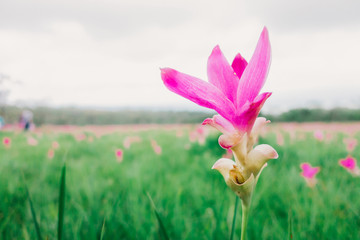 The pink Krachiao or Siam Tulip close up and macro focus style with green grass and Krachiao or Siam Tulip field blur  background