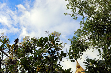 green tree in the sky