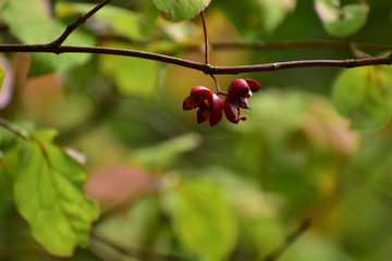 ツリバナの赤い実