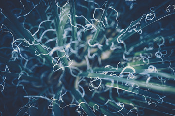 Close up of succulent plants; vintage style.