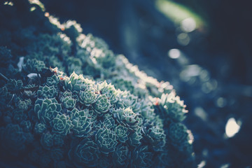 Close up of succulent plants; vintage style.