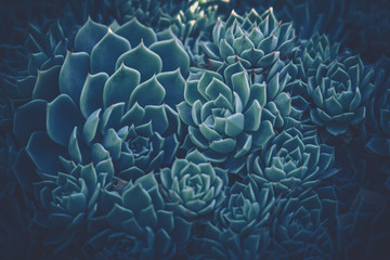 Close up of succulent plants; vintage style.