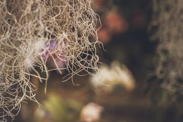 Spanish Moss close up (Tillandsia usneoides); vintage style