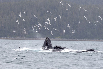 Fototapeta premium Bubble net feeding