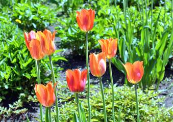 Beautiful Red, Orange, Pink, Yellow Tulips in the field with green background.