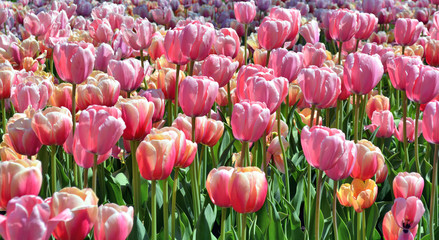 Beautiful Red, Orange, Pink, Yellow Tulips in the field with green background.