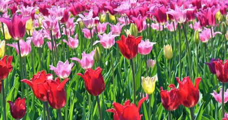 Beautiful Red, Orange, Pink, Yellow Tulips in the field with green background.