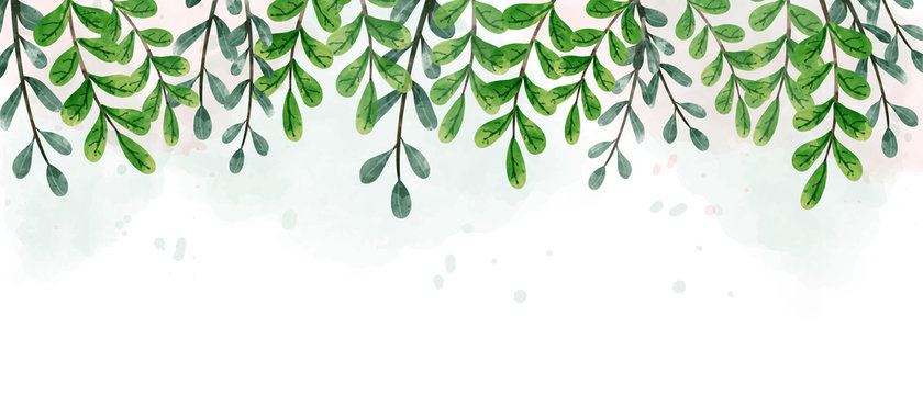 Watercolor drawing of green hanging leaves. Look beautiful and refreshing. Aim used for wallpaper background and web banner