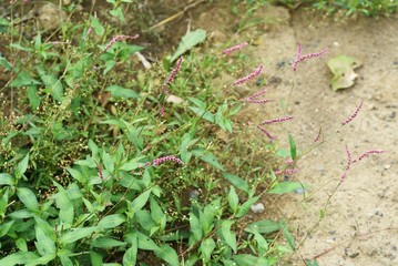 Creeping smartweed is a roadside weed that produces long ears in the fall and densered red-purple flowers.