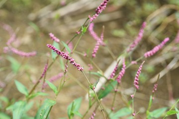 Creeping smartweed is a roadside weed that produces long ears in the fall and densered red-purple flowers.